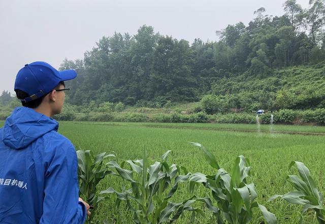 植保无人机“飞防”助力水稻病虫害统防统治