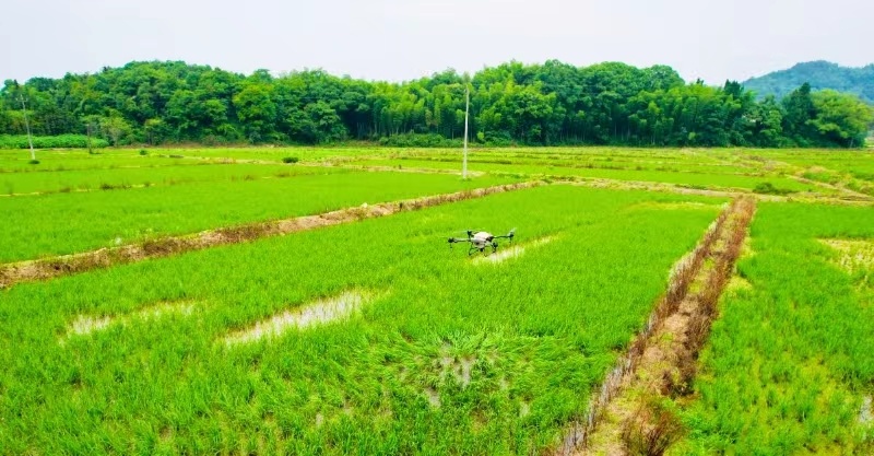 无人机飞防“虫口夺粮